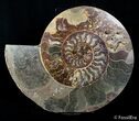 Massive Inch Wide Ammonite With Stands #2831-2